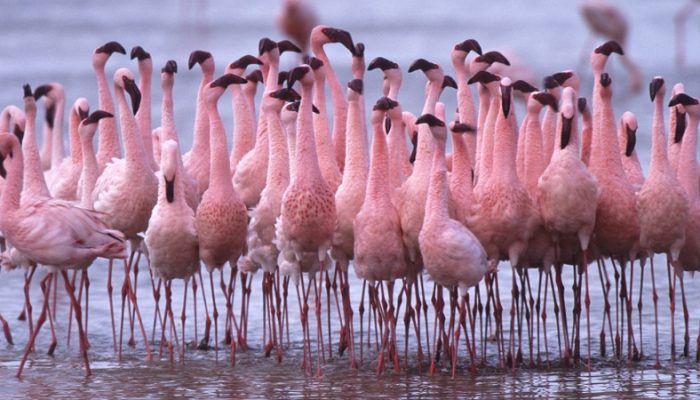 Greater flamingoes (Phoenicopterus ruber) in lake